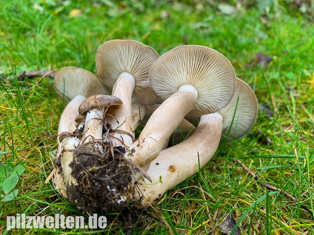 Büscheliger Rasling, Lyophyllum decastes
