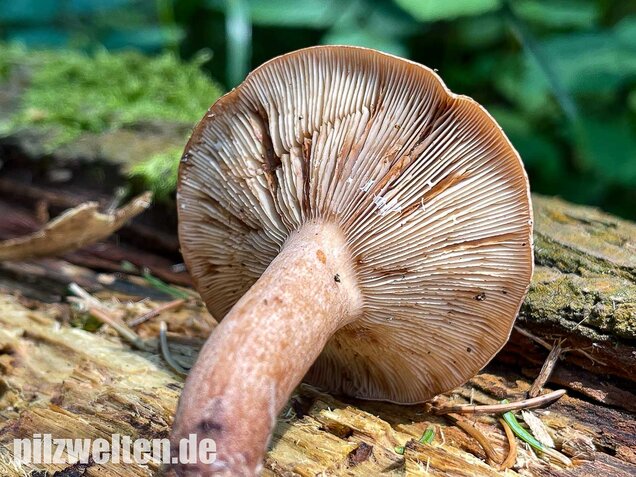 Eichenmilchling, Lactarius quietus