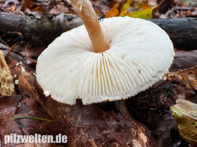 Gelbflockiger Wollstielschirmling, Lepiota magnispora