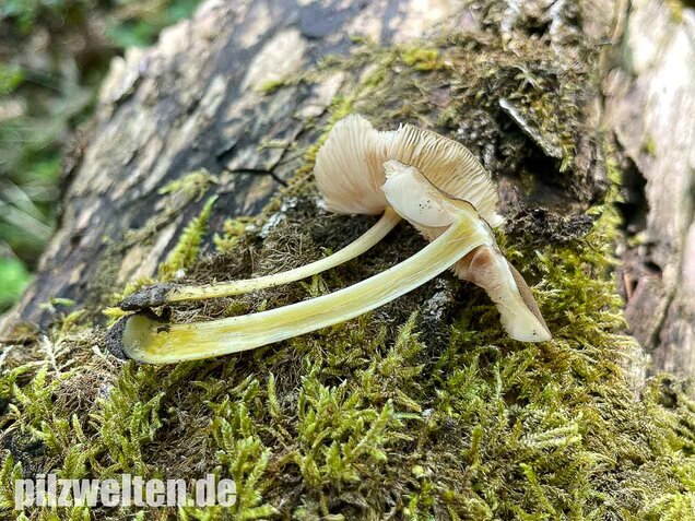 Gelbstieliger Dachpilz, Pluteus romellii
