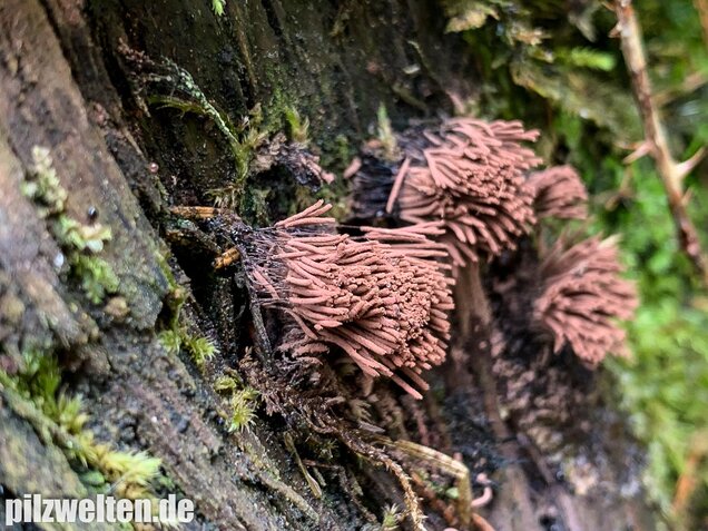 Gemeines Fadenkeulchen, Stemonitis axifera