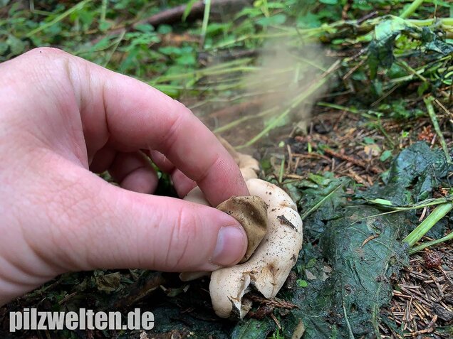 Gewimperter Erdstern, Geastrum fimbriatum