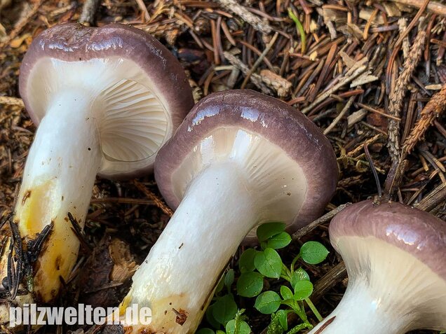 Großer Schmierling, Kuhmaul, Gomphidius glutinosus