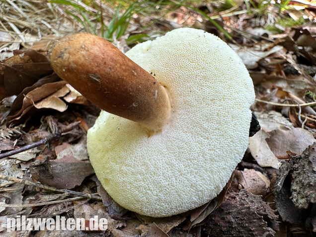 Hasenröhrling, Zimtröhrling, Gyroporus castaneus