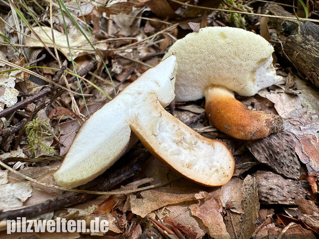 Hasenröhrling, Zimtröhrling, Gyroporus castaneus