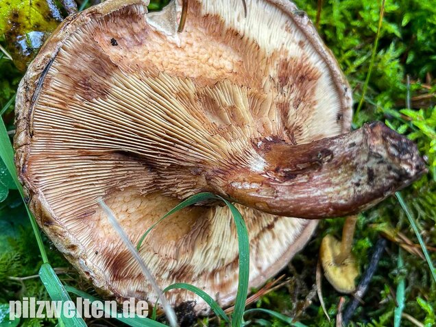 Kahler Krempling, Paxillus involutus