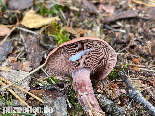 Kampfermilchling, Lactarius camphoratus