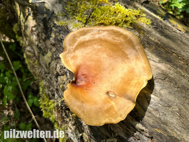 Kastanienbrauner Stielporling, Süßriechender Porling, Picipes badius