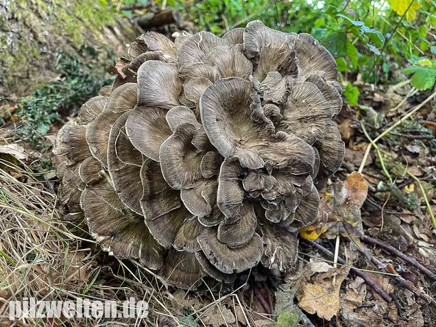 Klapperschwamm, Maitake, Grifola frondosa