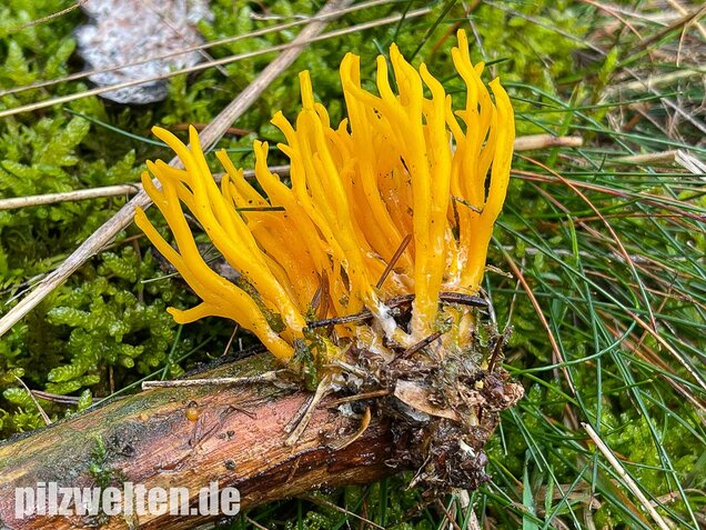 Klebriger Hörnling, Ziegenbart, Zwergerlfeuer, Calocera viscosa