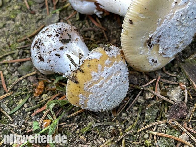 Narzissengelber Knollenblätterpilz, Amanita gemmata