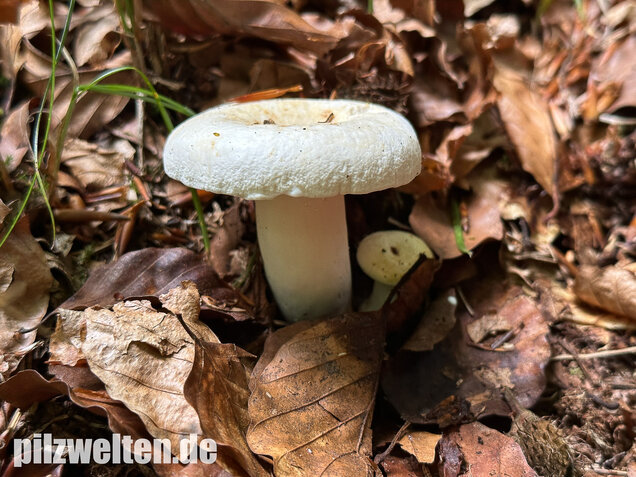 Pfeffermilchling, Lactifluus piperatus