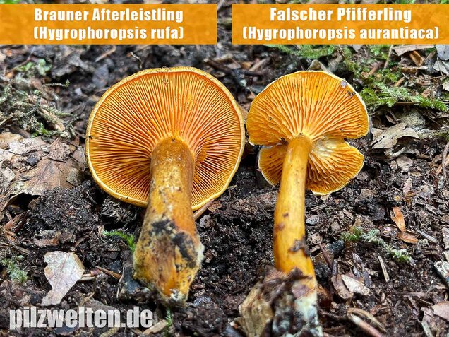Falscher Pfifferling, Afterleistling, Hygrophoropsis aurantiaca
