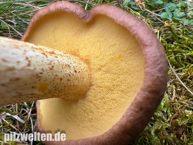 Ringloser Butterpilz, Suillus collinitus