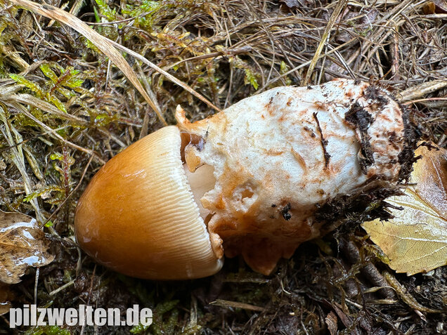 Rotbrauner Scheidenstreifling, Amanita fulva