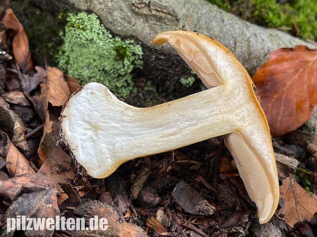 Sägeblättriger Klumpfuß, Cortinarius multiformis