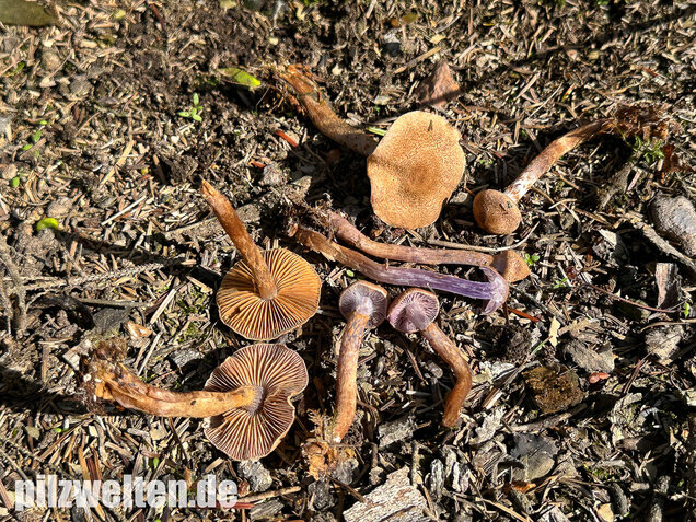 Schuppiger Dickfuß, Cortinarius pholideus
