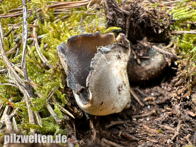 Schwarzweiße Rippen-Becherlorchel, Dissingia leucomelaena