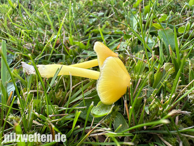 Safrangelber Saftling, Hygrocybe acutoconica