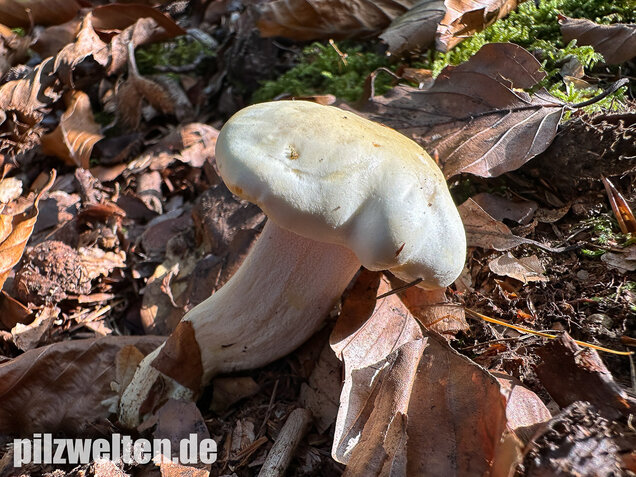 Gelbverfärbender Schneckling, Hygrophorus discoxanthus