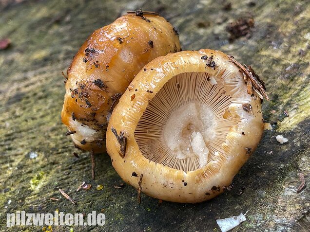Stinktäubling, Russula foetens