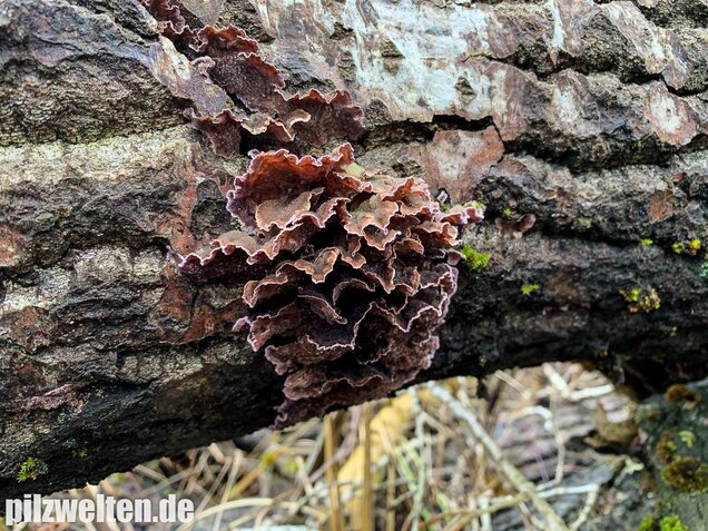 Violetter Knorpelschichtpilz, Chondrostereum purpureum