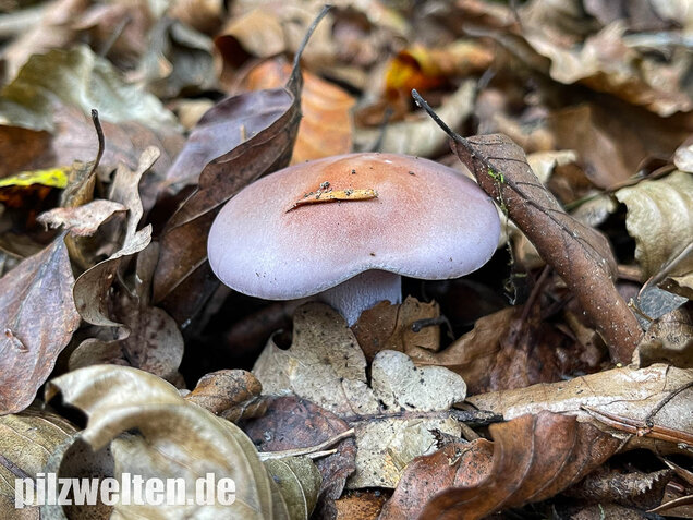 Violetter Rötelritterling, Lepista nuda