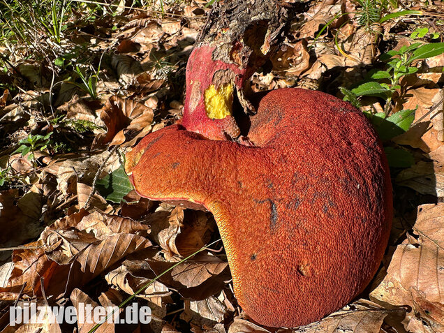 Weinroter Purpurröhrling, Suillellus rubrosanguineus
