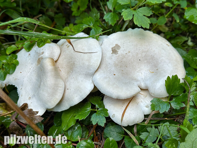 Weißer Büschelrasling, Leucocybe connata