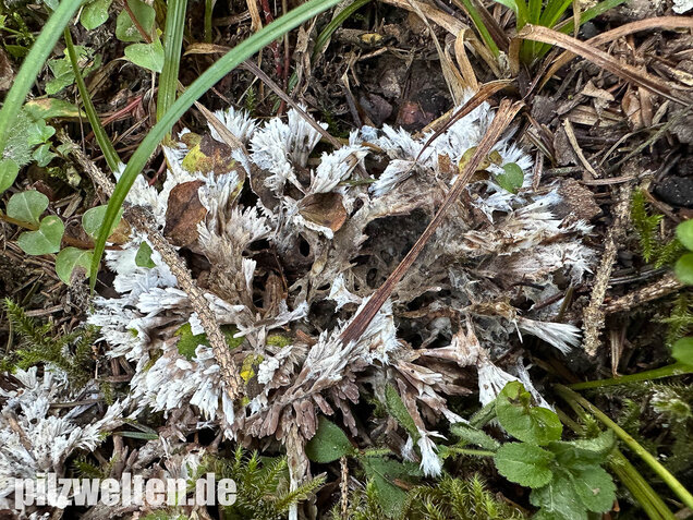 Weißer Warzenpilz, Blumenlederkoralle, Thelephora penicillata