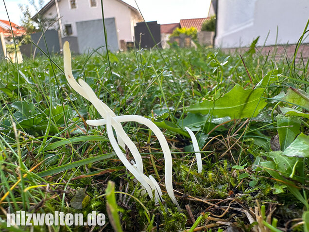 Wiesenkeule, Wurmförmige Keule, Clavaria fragilis