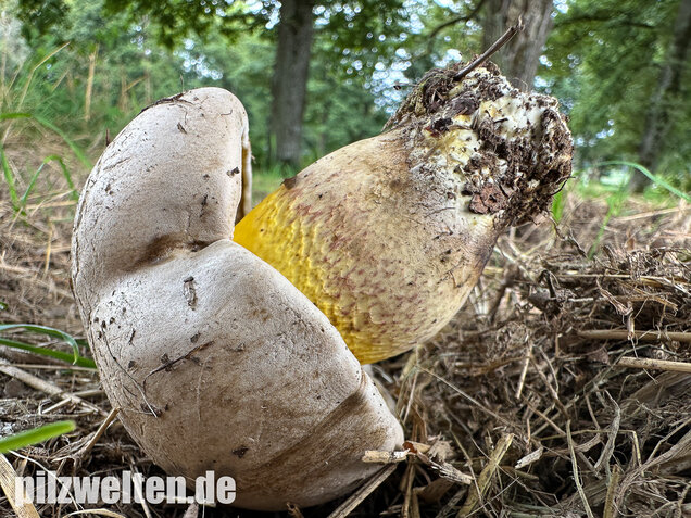 Wurzelnder Bitterröhrling, Caloboletus radicans