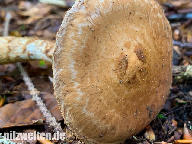 Wurzelnder Marzipanfälbling, Hebeloma radicosum