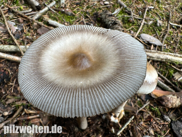 Zweifarbiger Scheidenstreifling, Unterteilter Streifling, Amanita battarrae