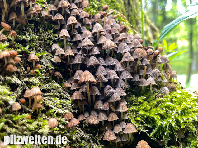 Zwergmürbling, Psathyrella pygmaea
