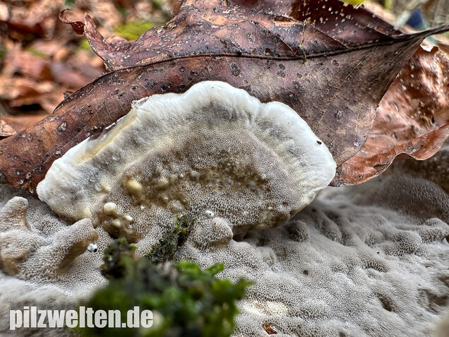 Angebrannter Rauchporling, Bjerkandera adusta