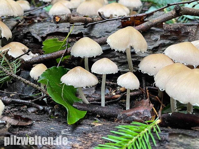 Behangener Faserling, Psathyrella candolleana