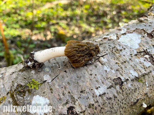 Böhmische Verpel, Verpa bohemica