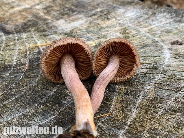Braunvioletter Risspilz, Inocybe cincinnata var. major