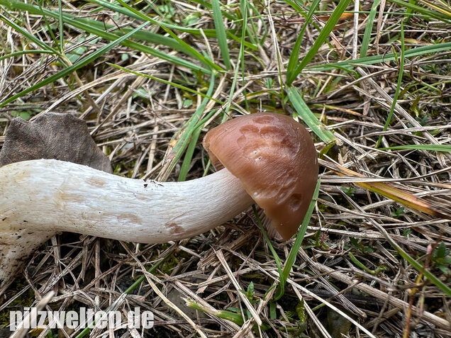Dattelbrauner Ellerling, Cuphophyllus colemannianus