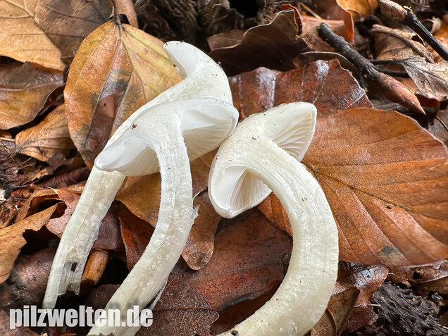 Elfenbeinschneckling, Hygrophorus eburneus