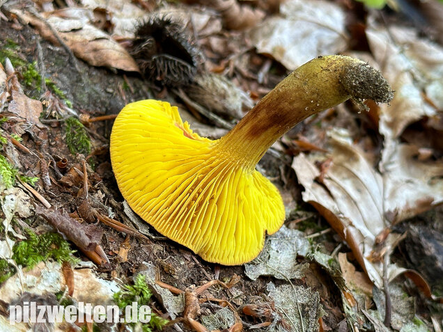 Europäisches Goldblatt, Phylloporus pelletieri