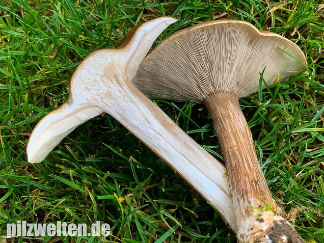 Gemeiner Weichritterling, Melanoleuca melaleuca