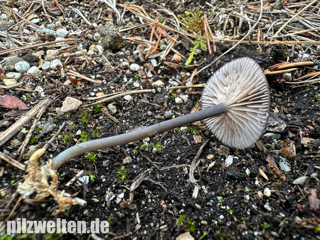 Gesägter Rötling, Entoloma serrulatum