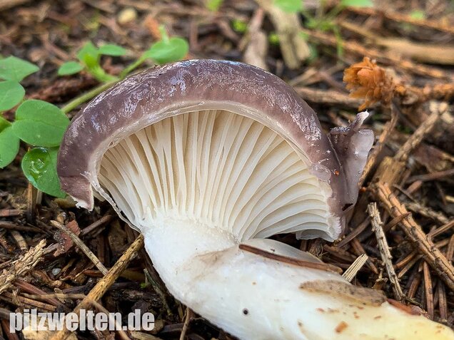 Großer Schmierling, Kuhmaul, Gomphidius glutinosus