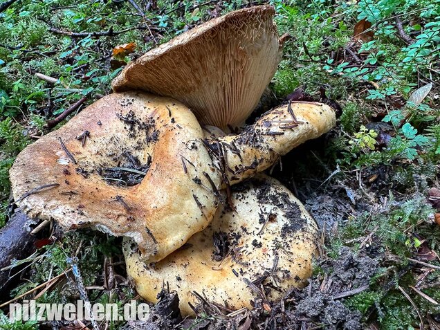 Grubiger Weißtannenmilchling, Lactarius intermedius
