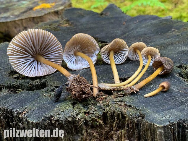 Grünschneidiger Helmling, Mycena viridimarginata