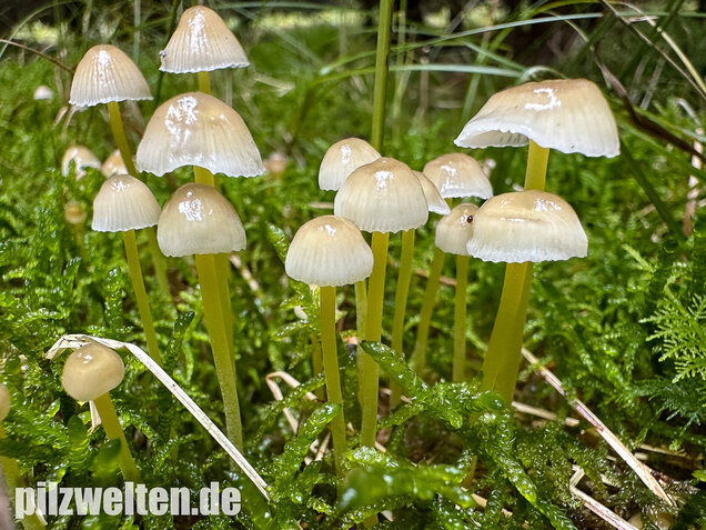 Gummihelmling, Dehnbarer Helmling, Mycena epipterygia