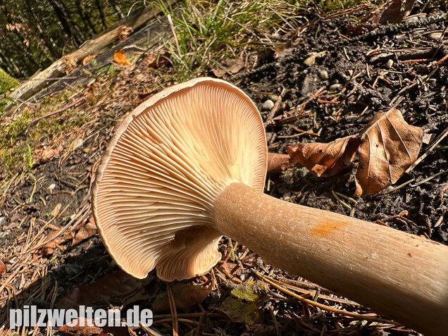 Mönchskopf, Infundibulicybe geotropa