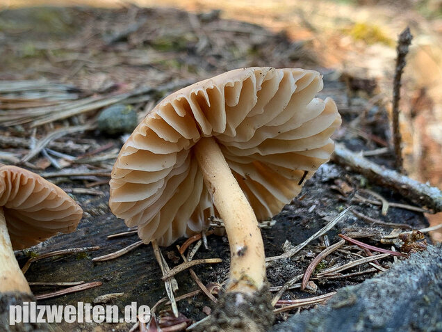 Nelkenschwindling, Marasmius oreades